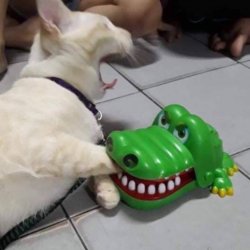 小桑